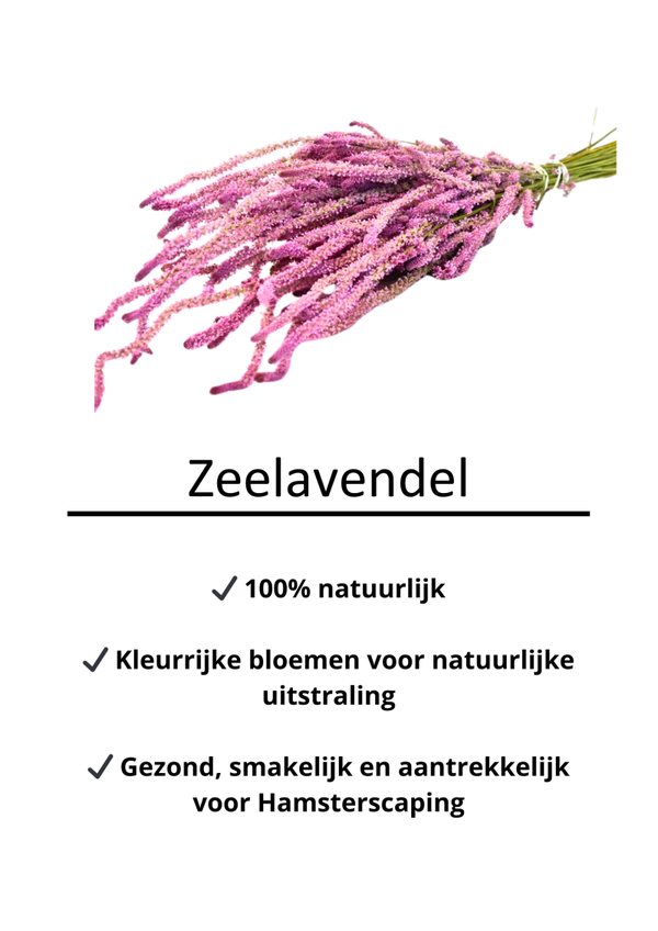Zeelavendel