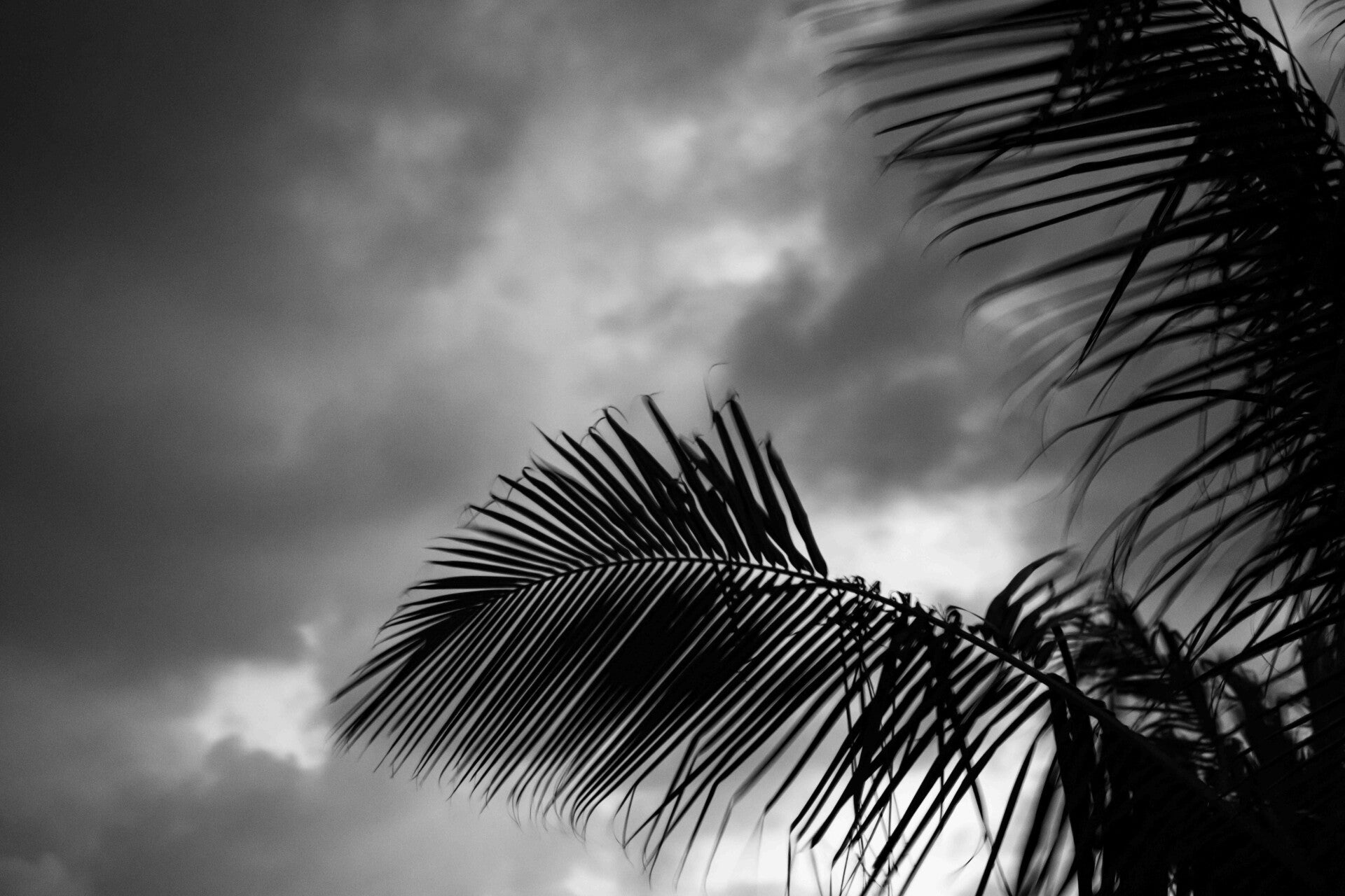 sky-with-palms-standard.jpg