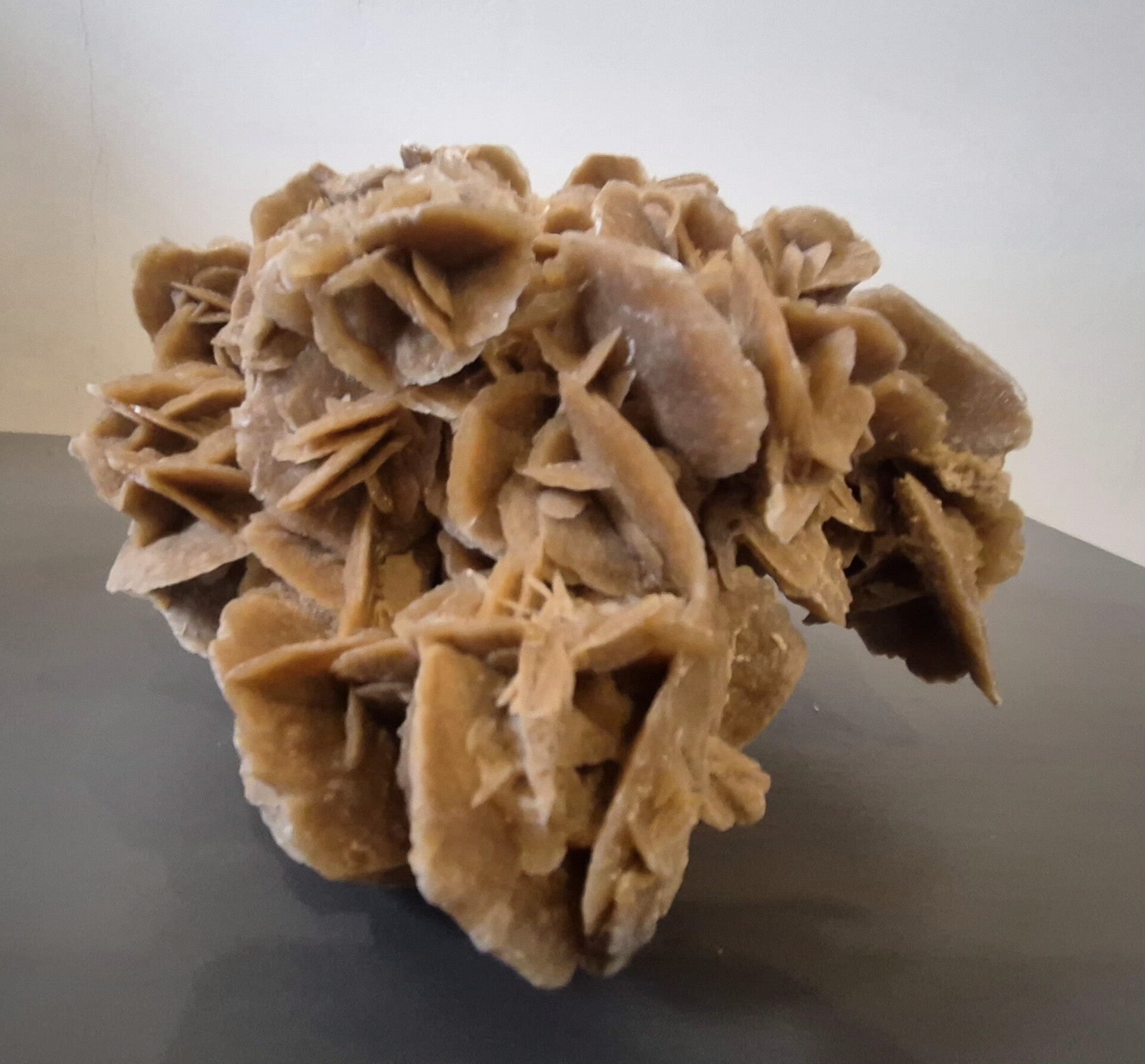 Woestijnroos of Zandroos (L)