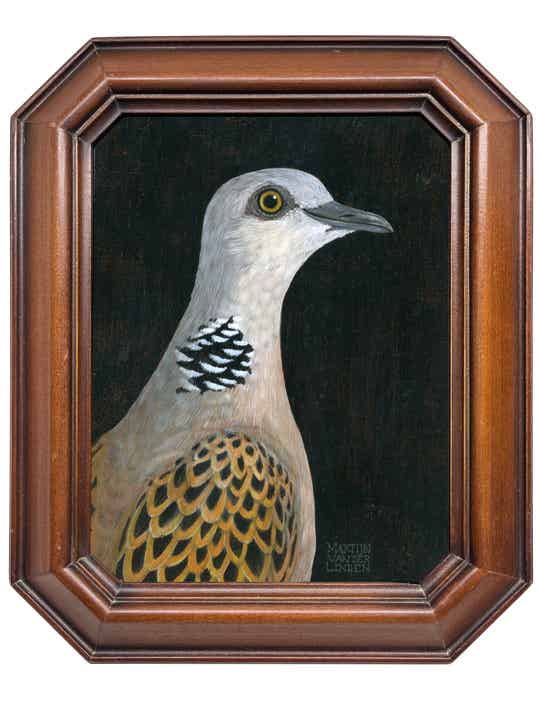 Tortelduif