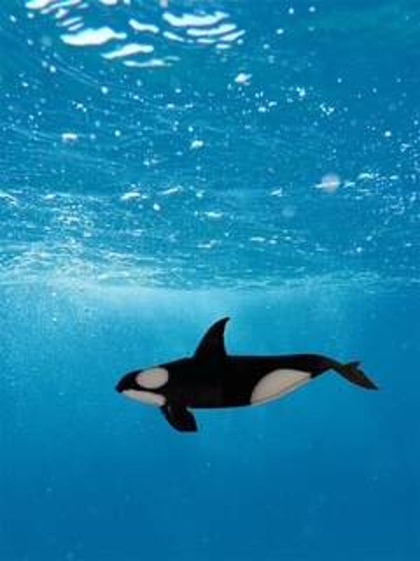 Orca Pin