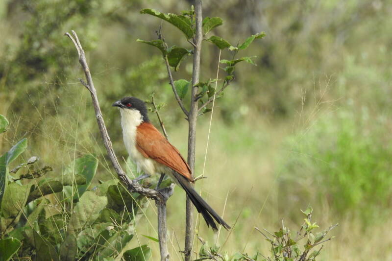 Senegal coucal
