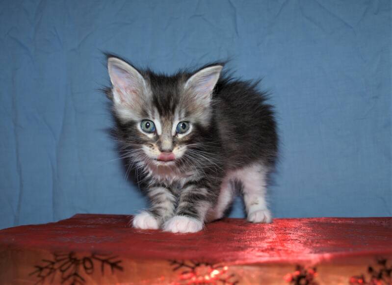 Sjakie stevens mc hof maine coon