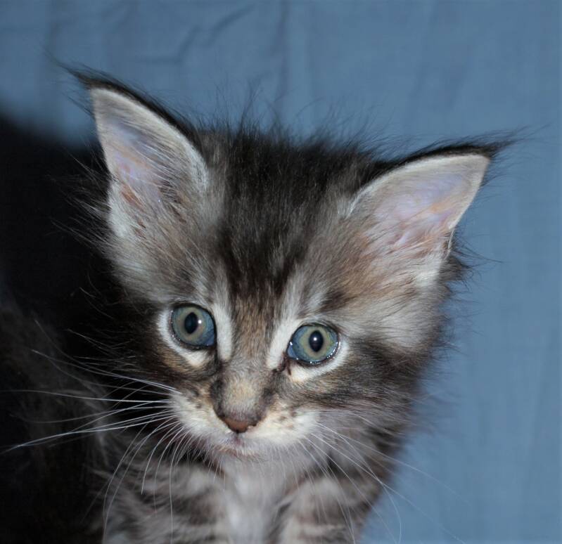 Sjakie stevens mc hof maine coon