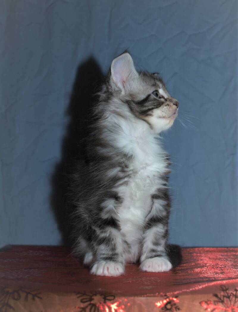 Willie Wonka Mc Hof Maine coon