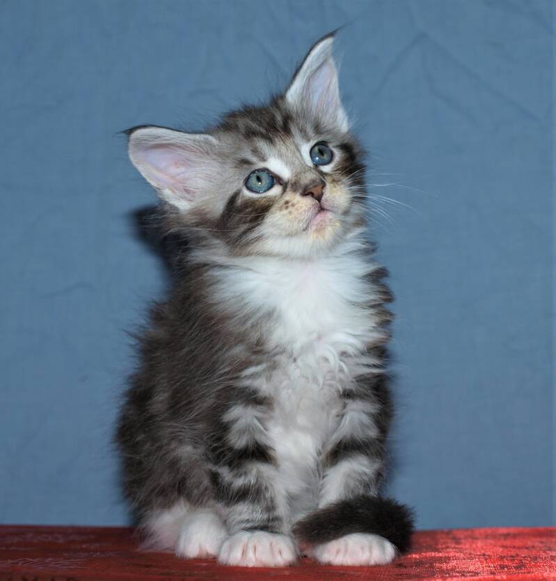 Willie Wonka Mc Hof Maine coon