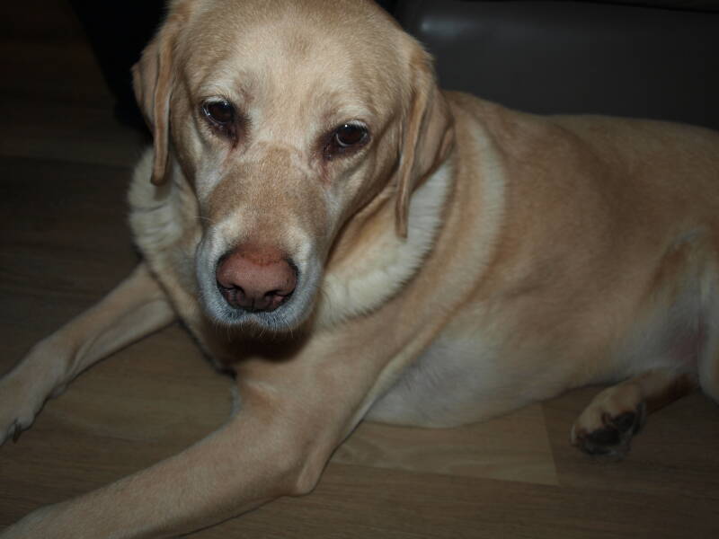 Yara mc hof maine coon