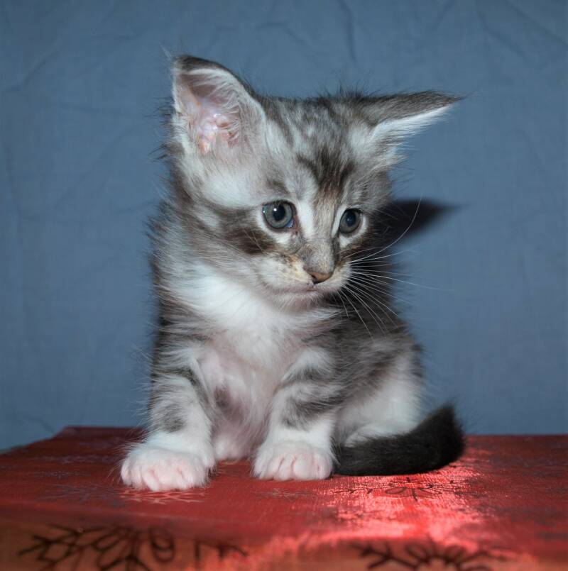 Veruca peper mc hof maine coon