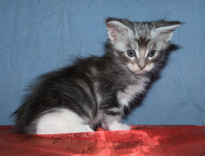 Veruca peper mc hof maine coon