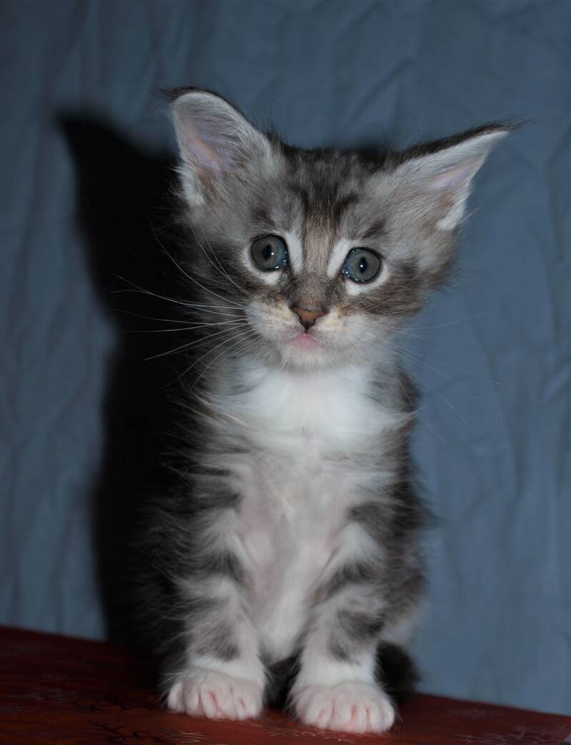 Veruca peper mc hof maine coon