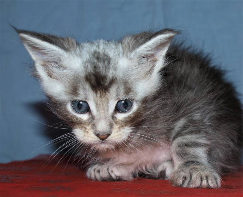 Joris Teevee mc hof maine coon