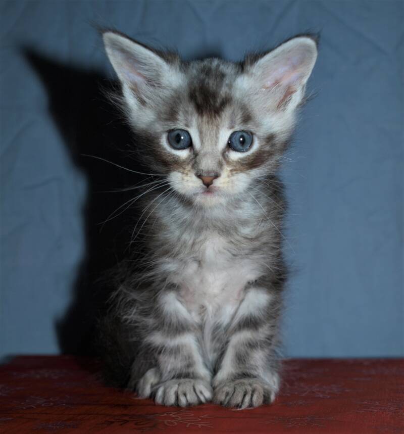 Joris Teevee mc hof maine coon