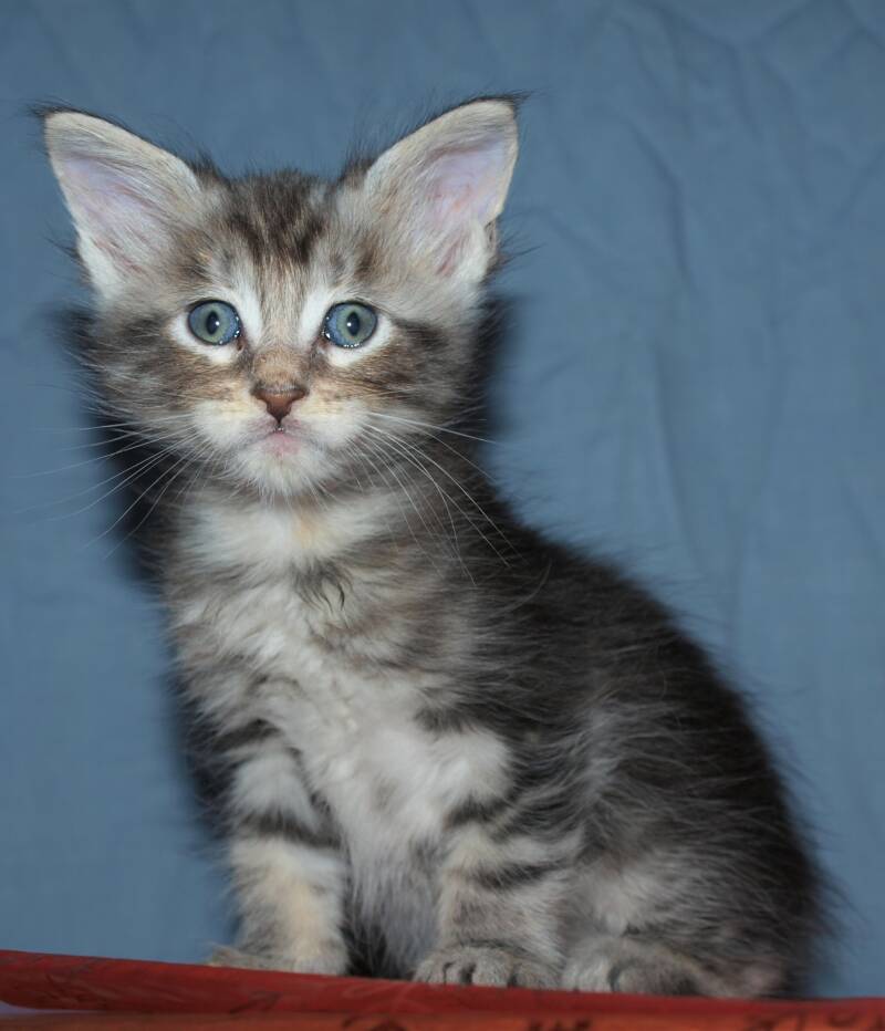 Violet  Beauderest mc hof maine coon