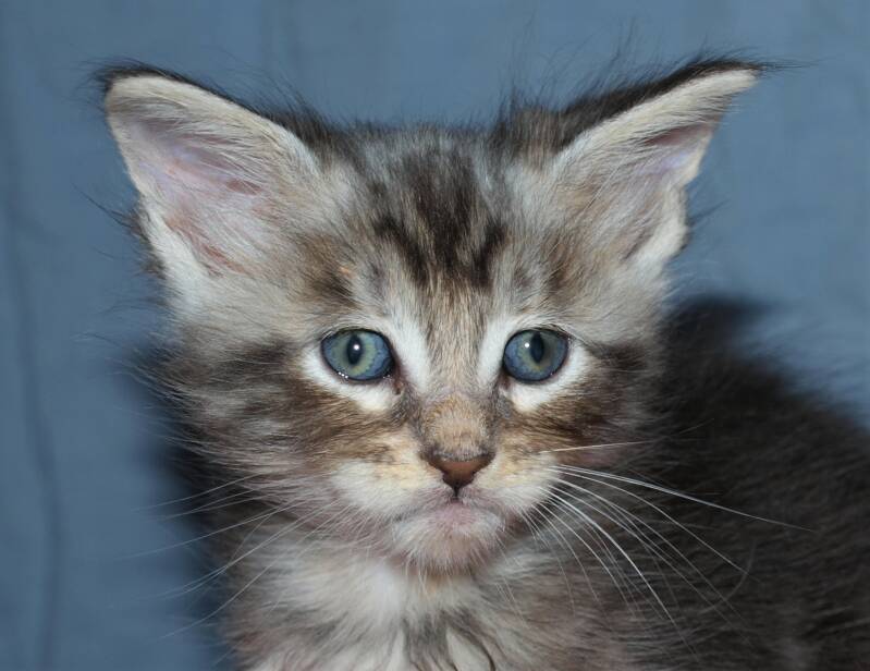 Violet  Beauderest mc hof maine coon