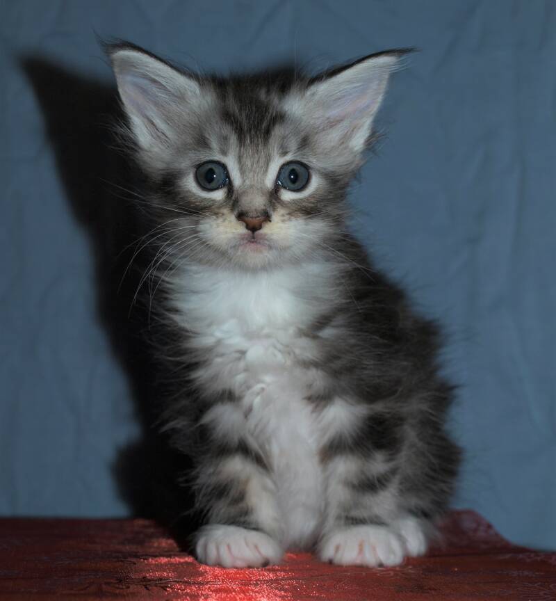 Caspar Slok mc hof maine coon