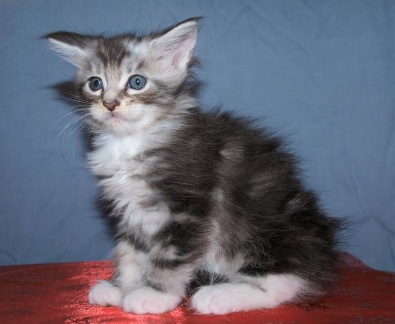 Caspar Slok mc hof maine coon