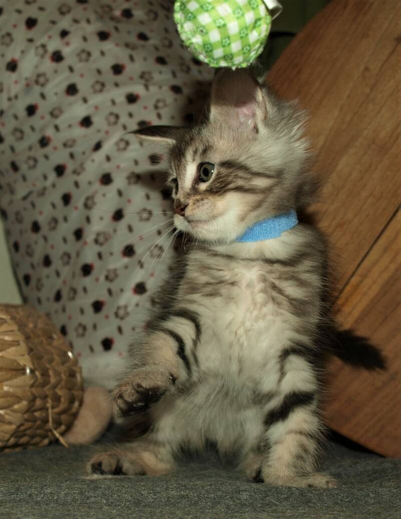 Violet  Beauderest mc hof maine coon