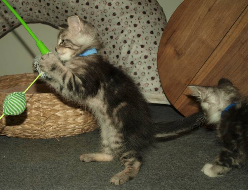 Violet  Beauderest mc hof maine coon