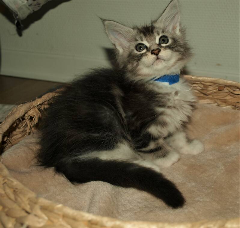 Caspar Slok mc hof maine coon