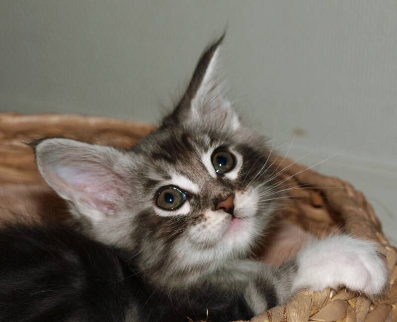 Veruca peper mc hof maine coon