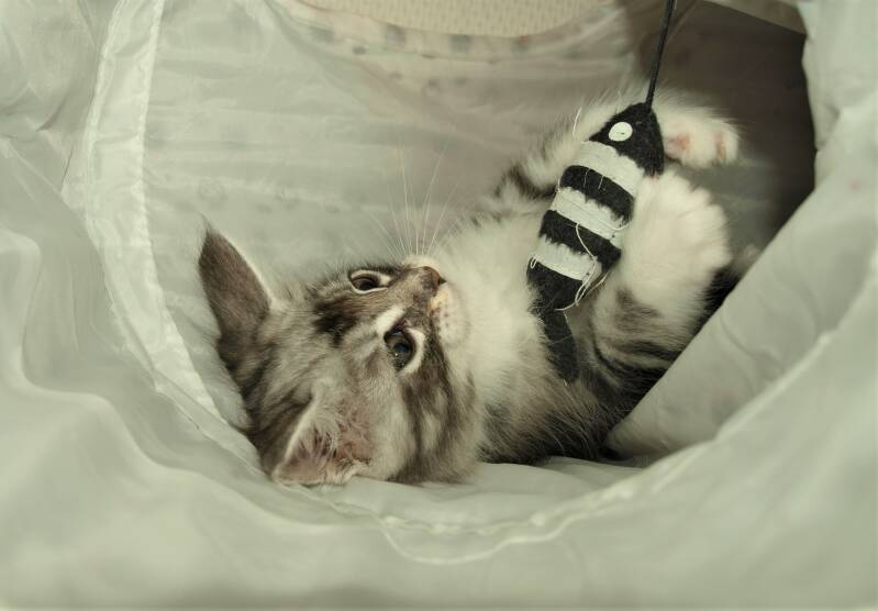 Veruca peper mc hof maine coon