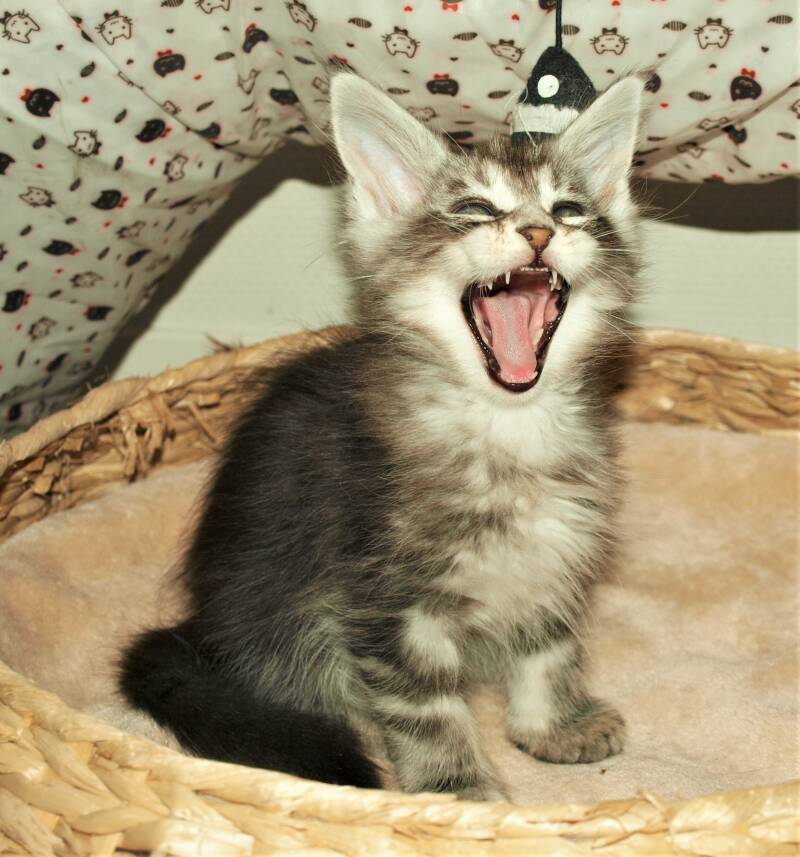 Joris Teevee mc hof maine coon