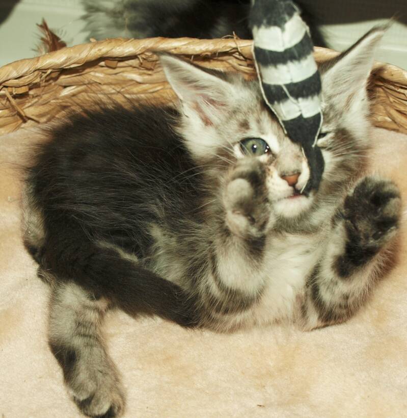 Joris Teevee mc hof maine coon