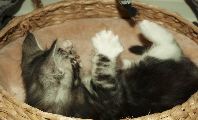 Willie Wonka Mc Hof Maine coon