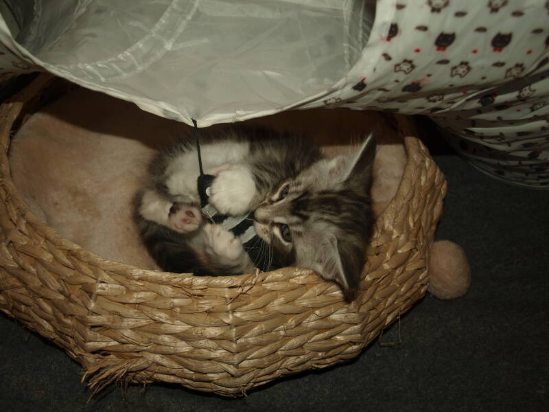 Willie Wonka Mc Hof Maine coon