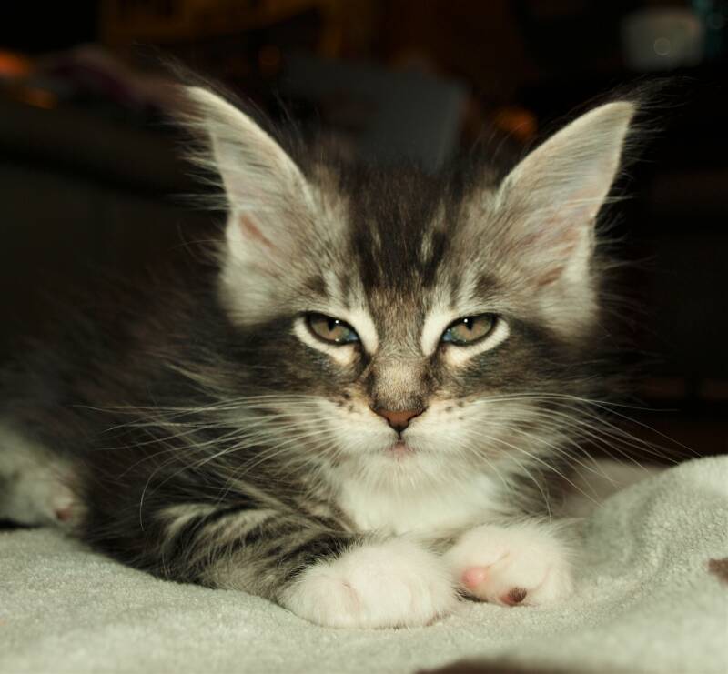 Sjakie stevens mc hof maine coon