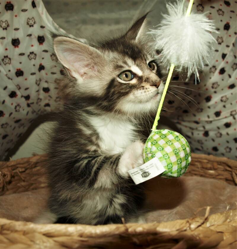 Sjakie stevens mc hof maine coon