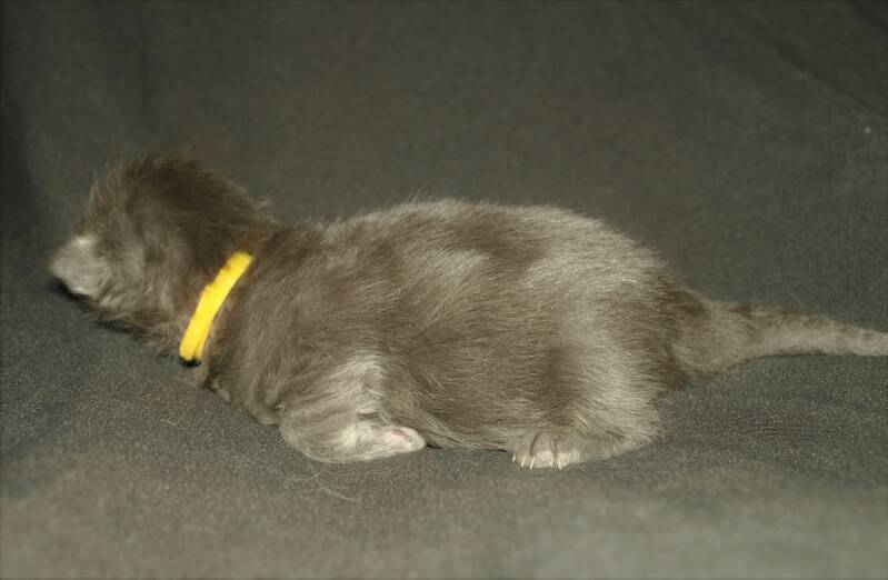 Victoria Waterfield mc hof maine coon