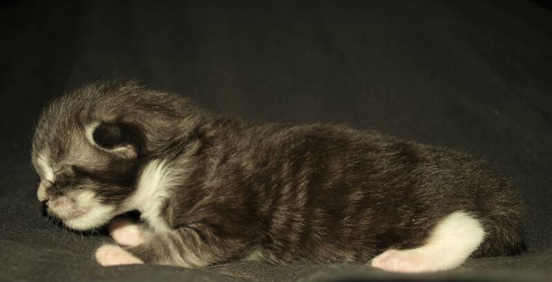 Captain Jack Harkness mc hof maine coon