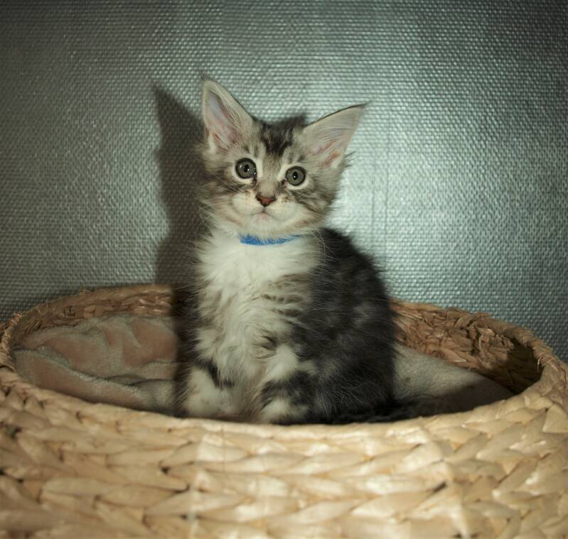 Caspar Slok mc hof maine coon