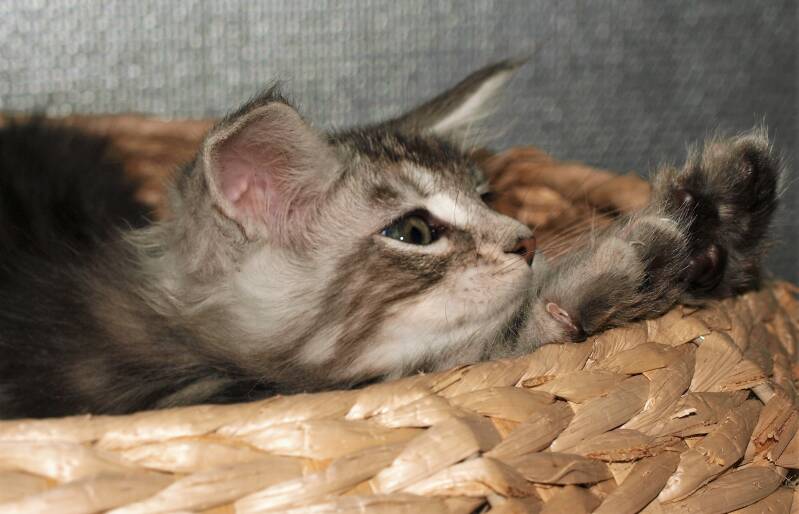 Joris Teevee mc hof maine coon