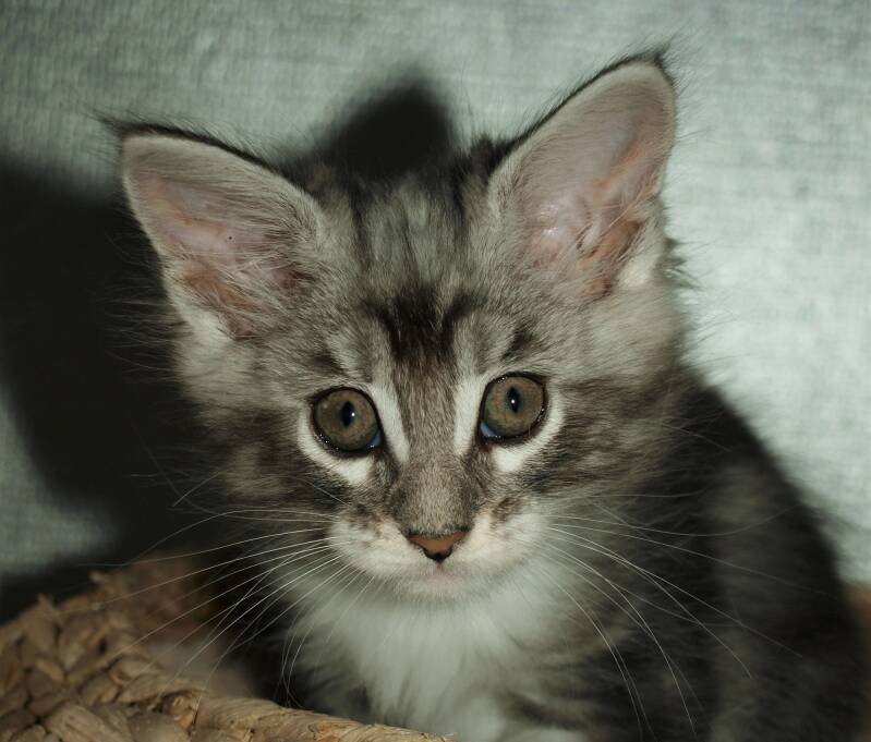 Veruca peper mc hof maine coon