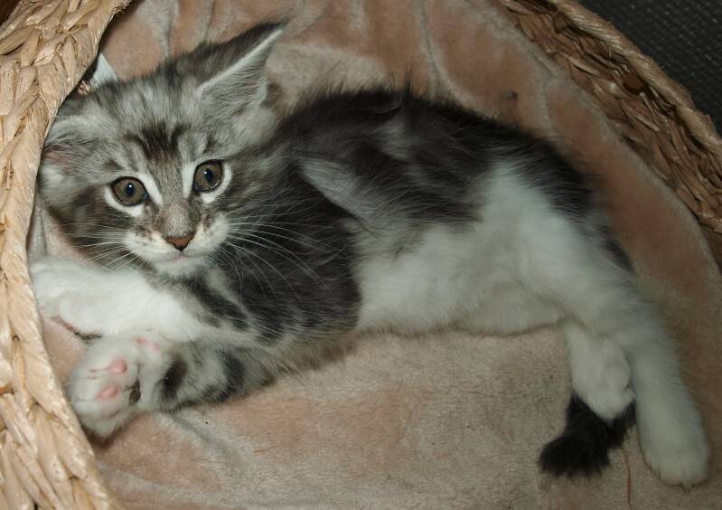 Veruca peper mc hof maine coon