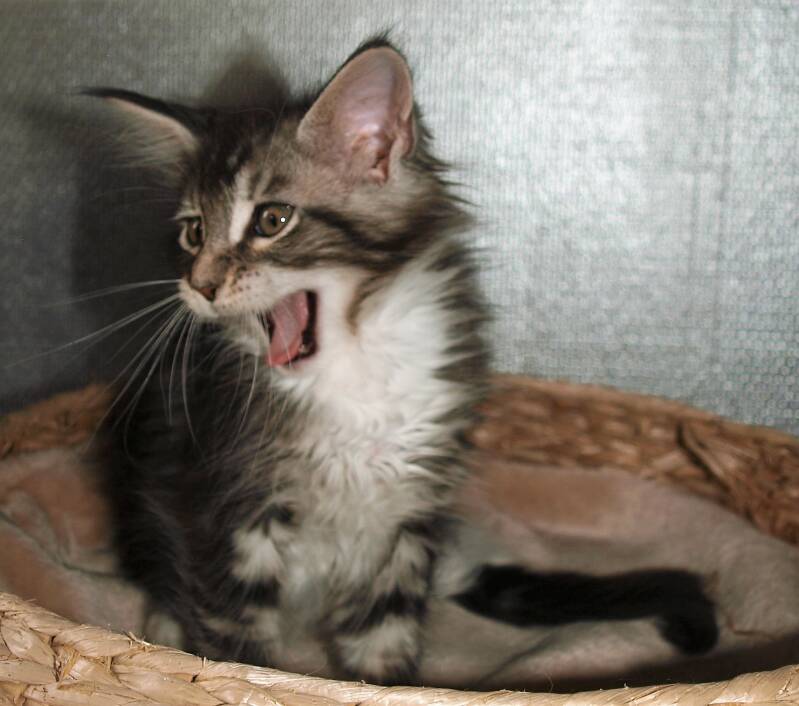 Sjakie stevens mc hof maine coon