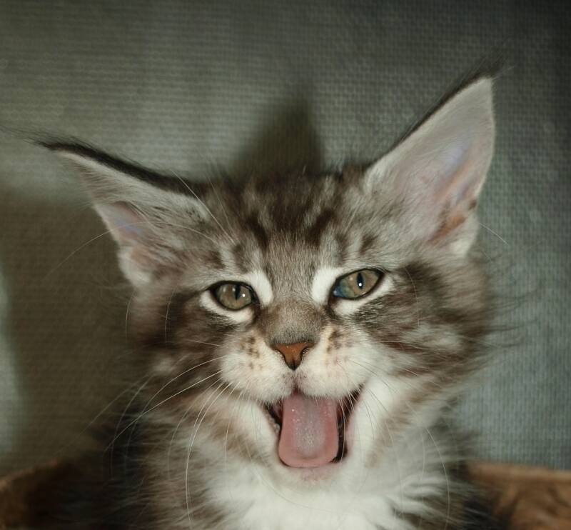 Willie Wonka Mc Hof Maine coon