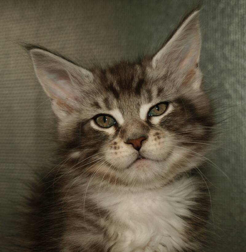 Willie Wonka Mc Hof Maine coon