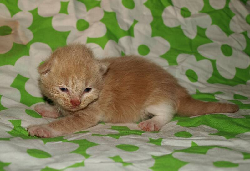 Jamie MC Crimmon mc hof maine coon