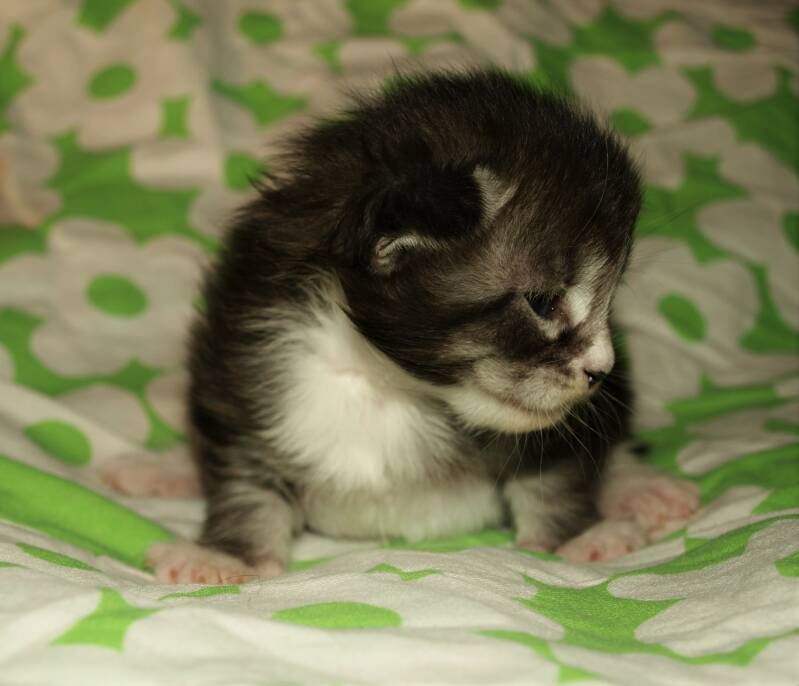 Captain Jack Harkness mc hof maine coon