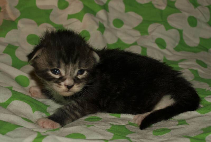 Captain Jack Harkness mc hof maine coon