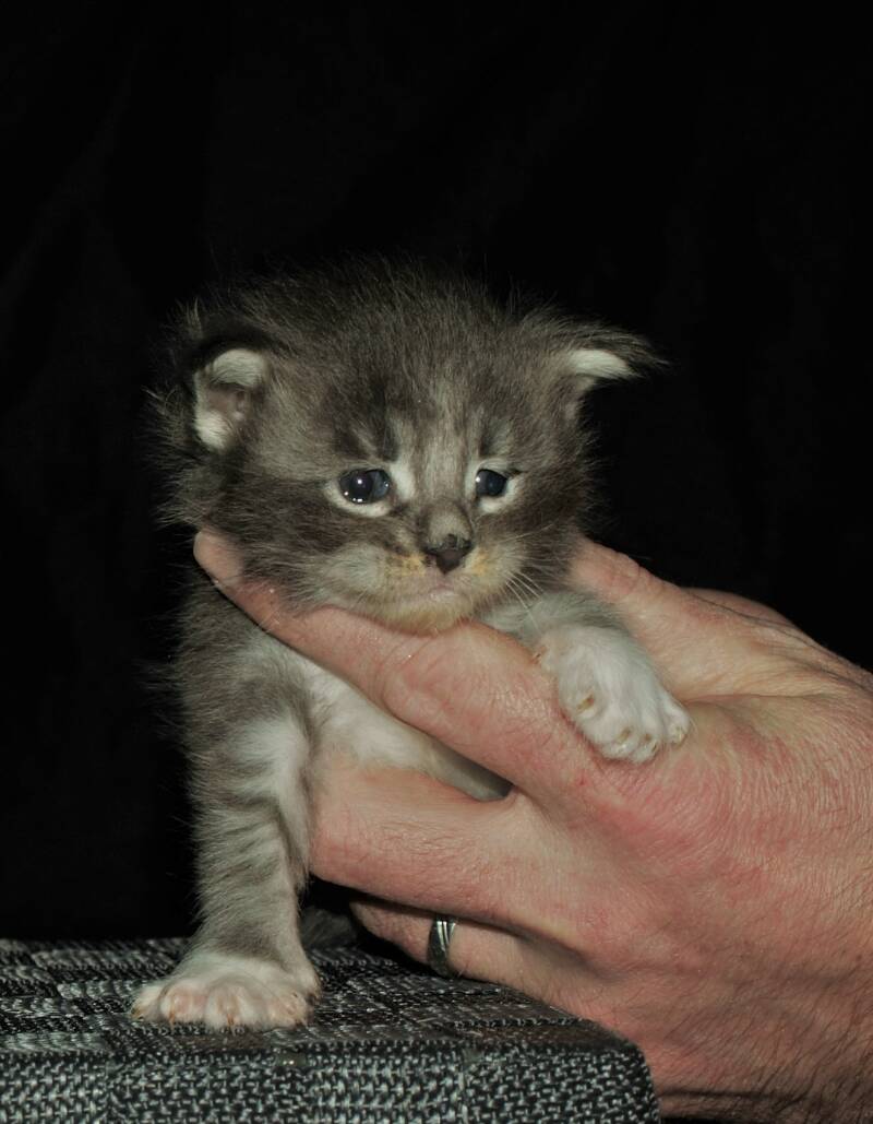Billie Potts mc hof maine coon