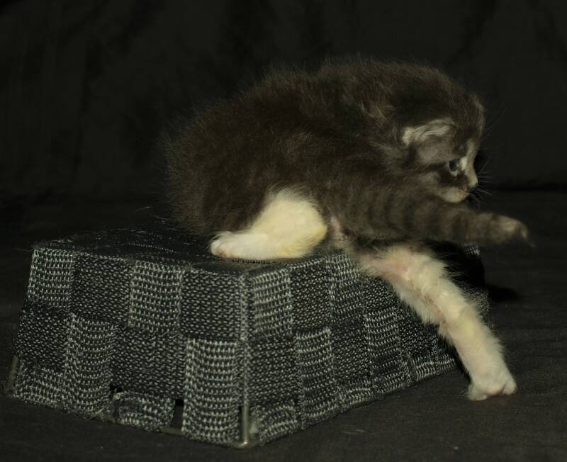 Billie Potts mc hof maine coon