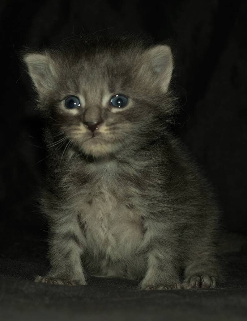 Victoria Waterfield mc hof maine coon