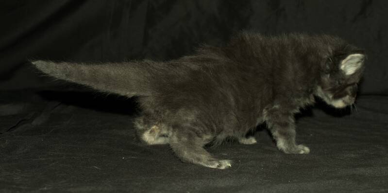 Victoria Waterfield mc hof maine coon
