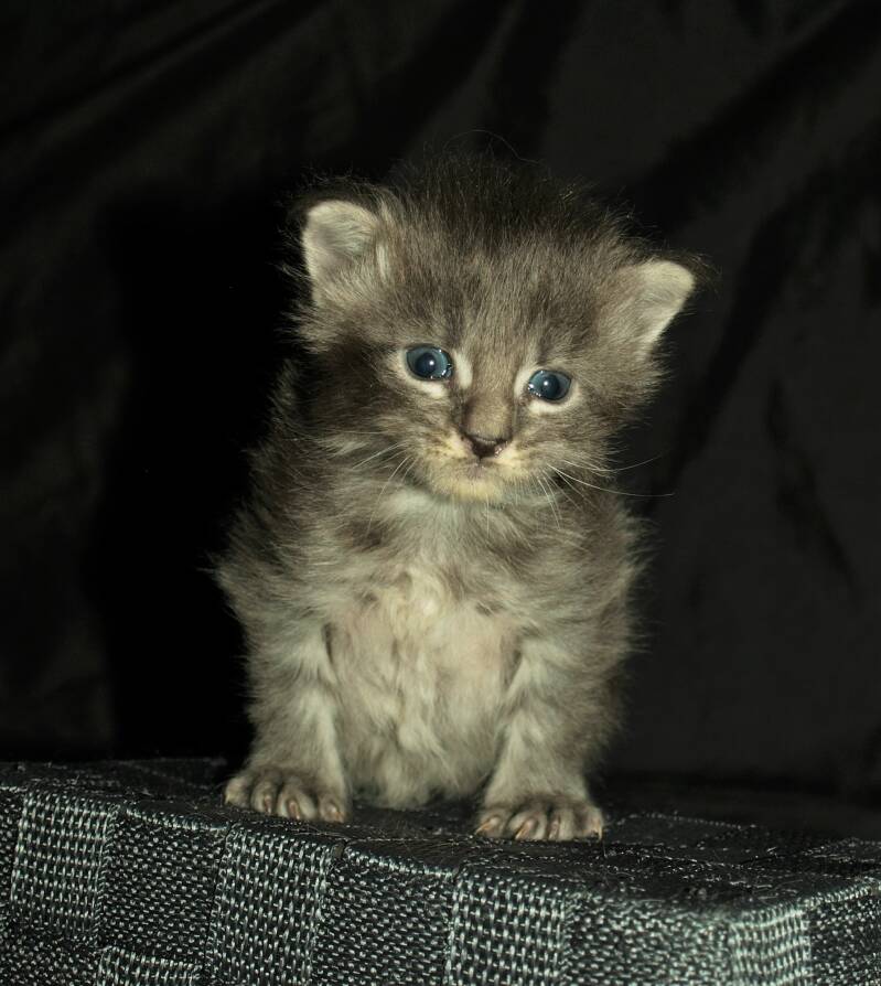 Victoria Waterfield mc hof maine coon