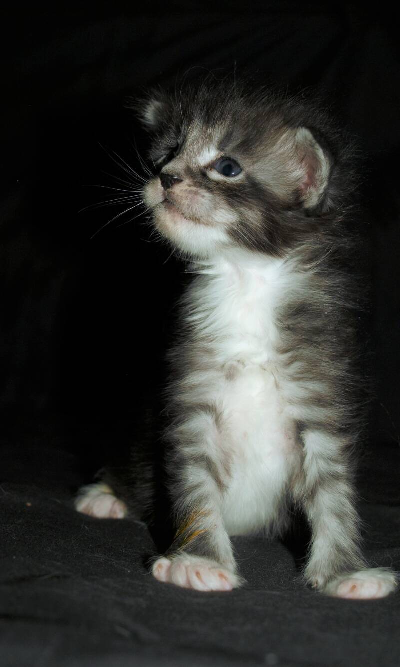 Captain Jack Harkness mc hof maine coon