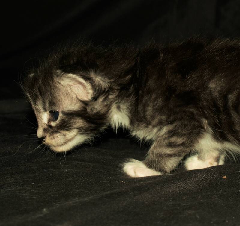 Captain Jack Harkness mc hof maine coon